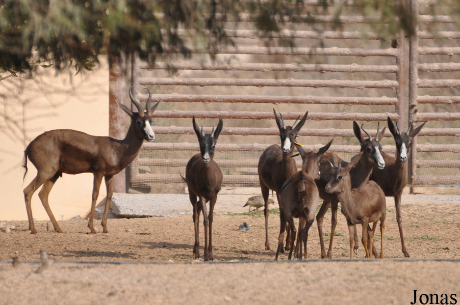 Antidorcas marsupialis