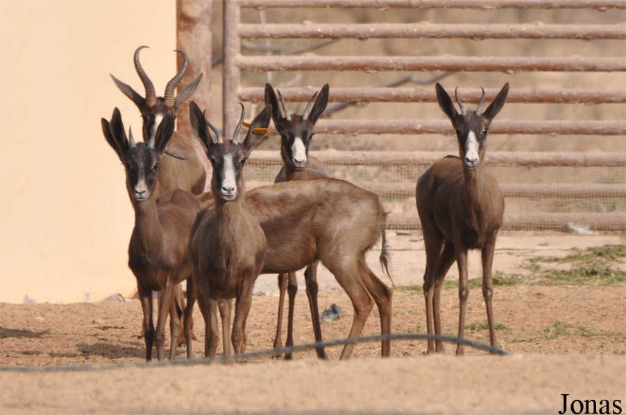 Antidorcas marsupialis