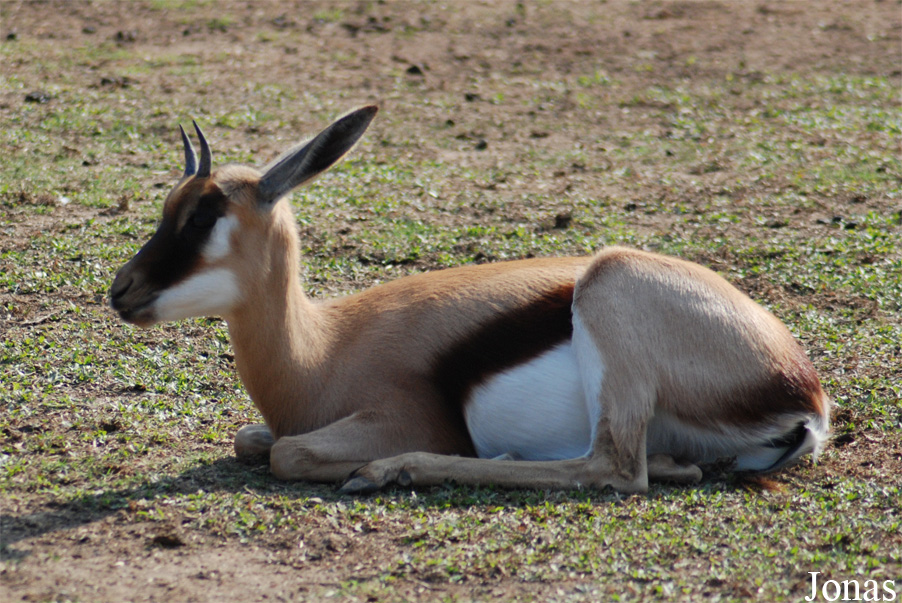 Antidorcas marsupialis