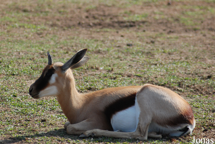Antidorcas marsupialis