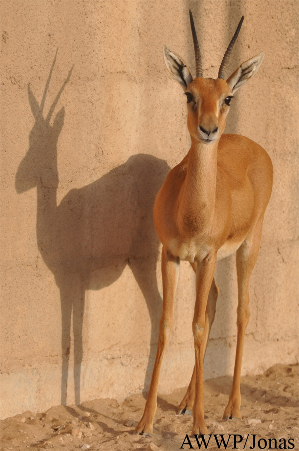 Eudorcas rufifrons