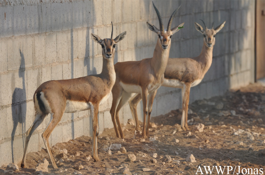 Gazella bennettii fuscifrons