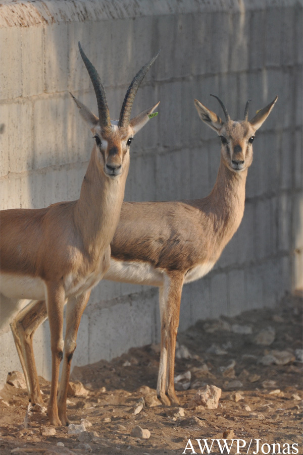 Gazella bennettii fuscifrons