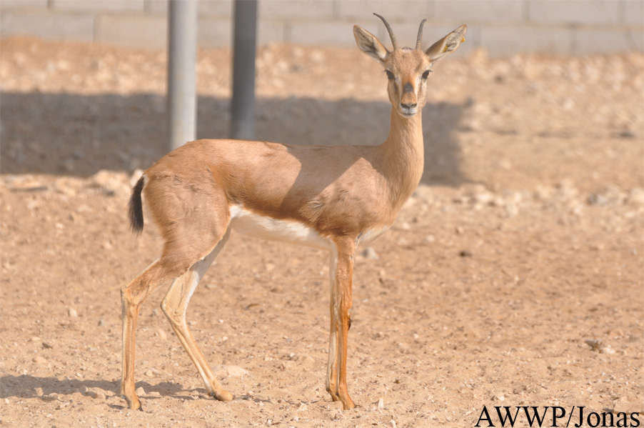 Gazella bennettii fuscifrons