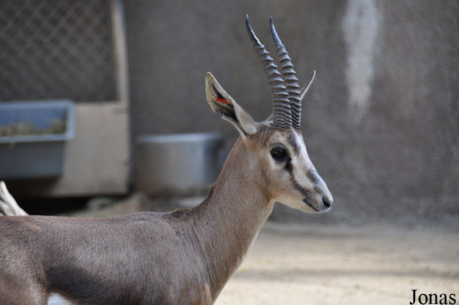Gazella cuvieri