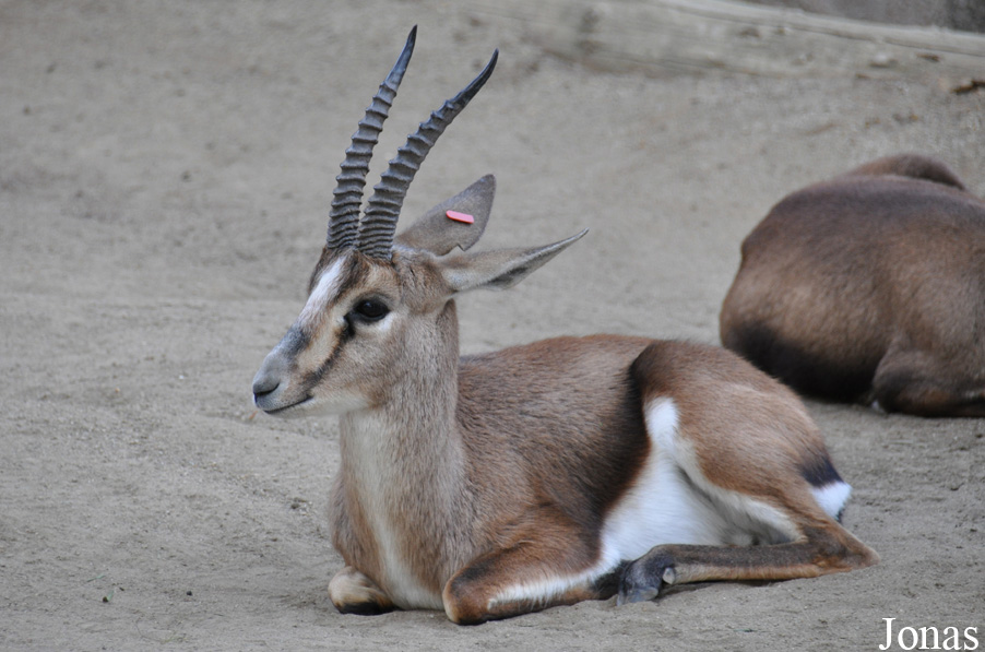 Gazella cuvieri