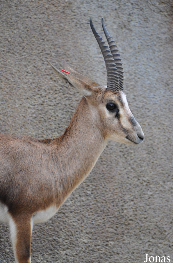 Gazella cuvieri