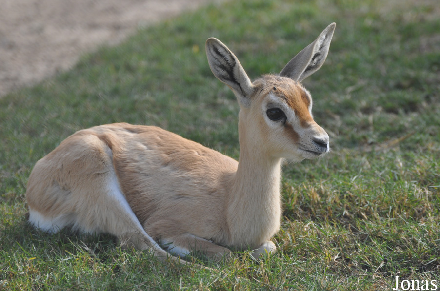 Gazella dorcas
