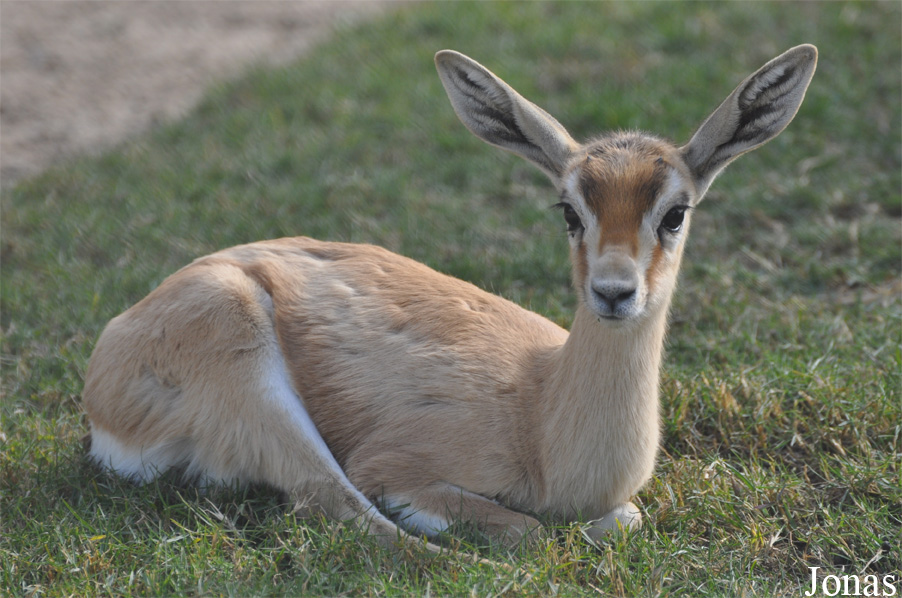 Gazella dorcas