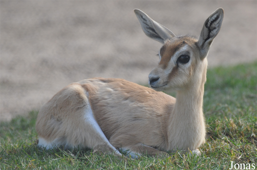 Gazella dorcas