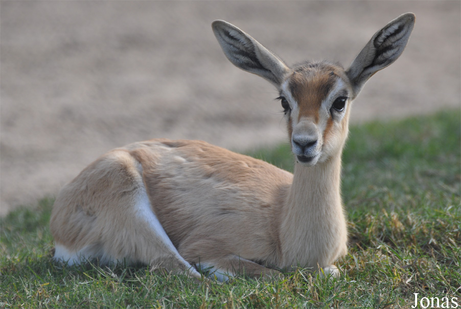 Gazella dorcas