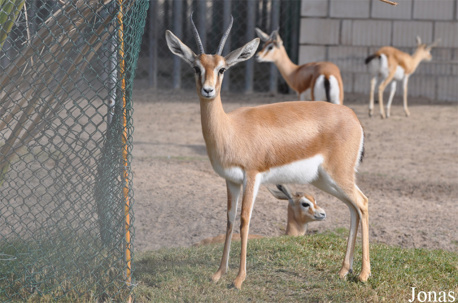 Gazella dorcas