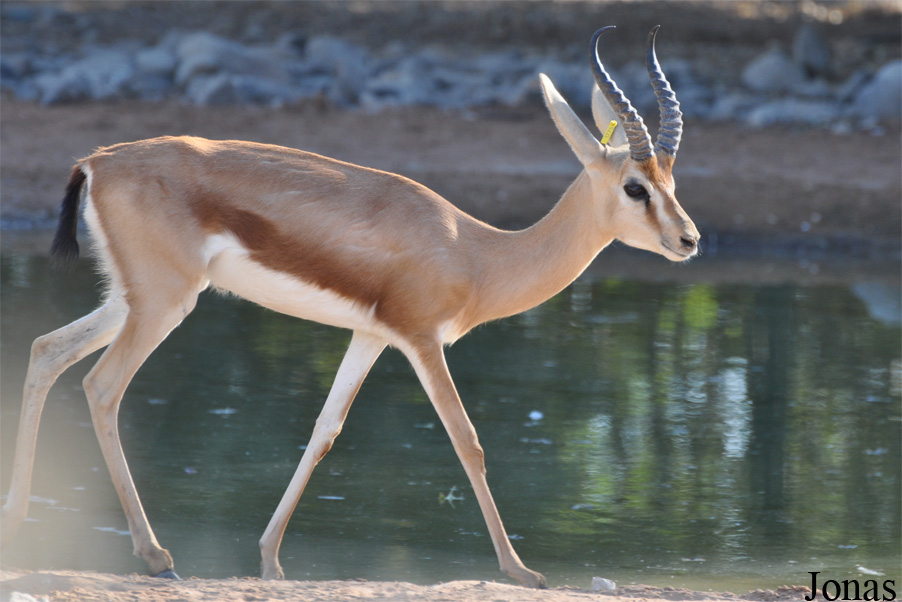Gazella dorcas isabella