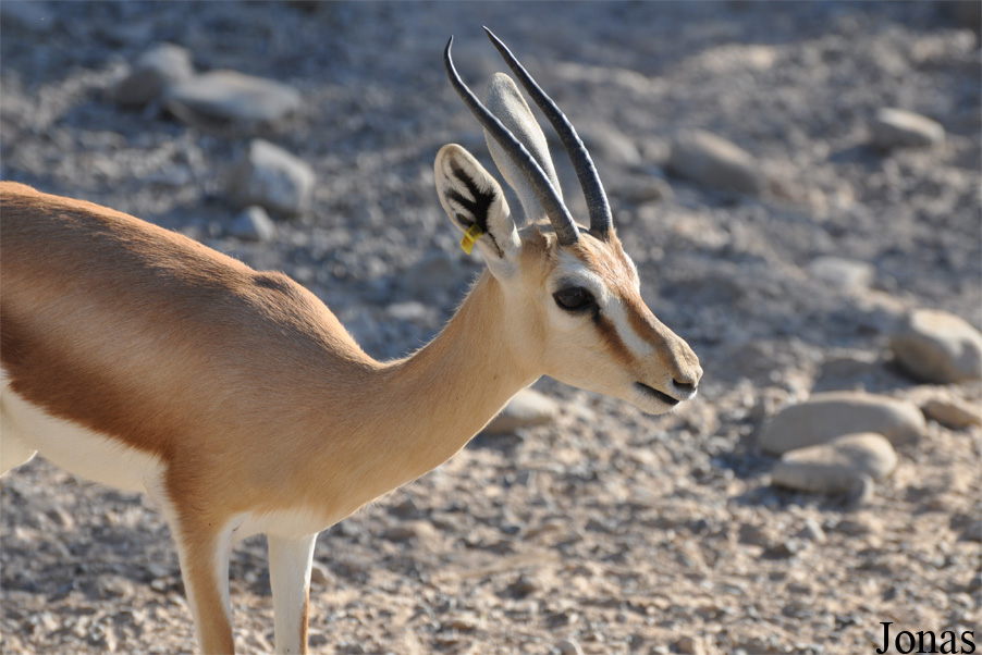 Gazella dorcas isabella