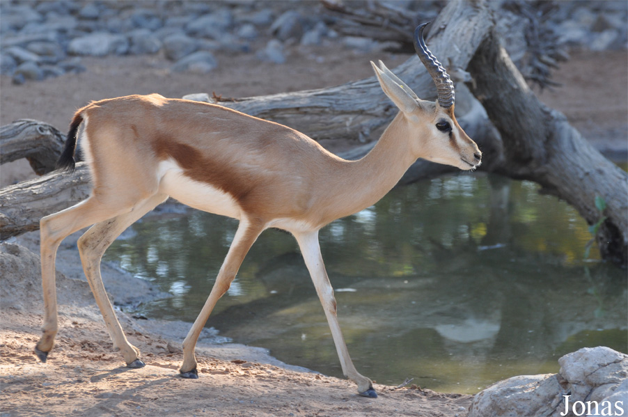Gazella dorcas isabella