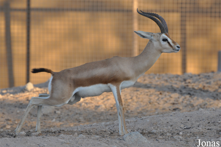 Gazella dorcas isabella