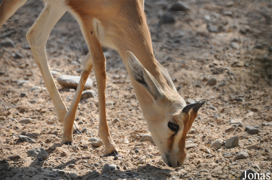 Gazella dorcas isabella