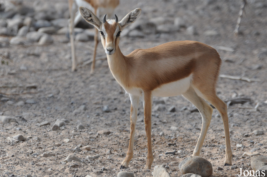 Gazella dorcas isabella