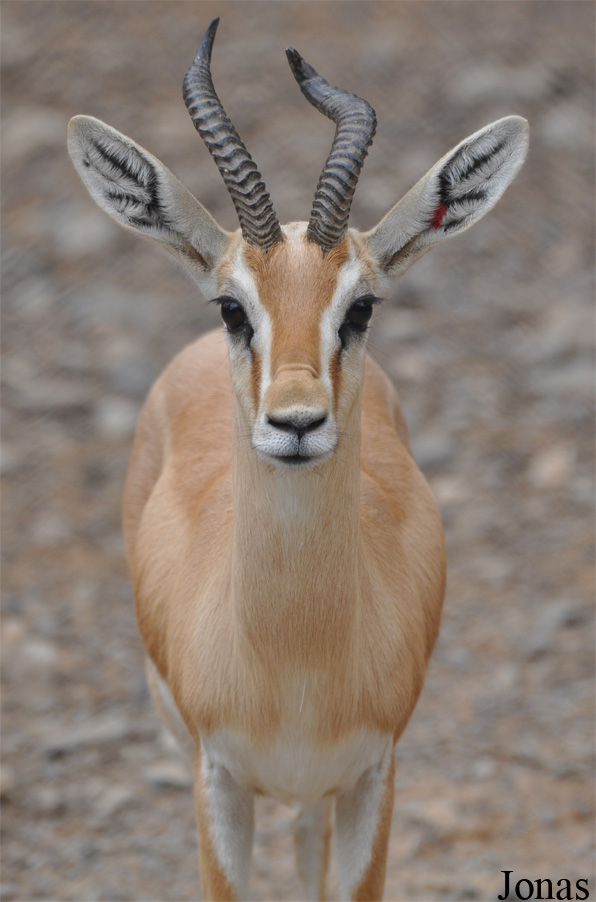 Gazella dorcas isabella
