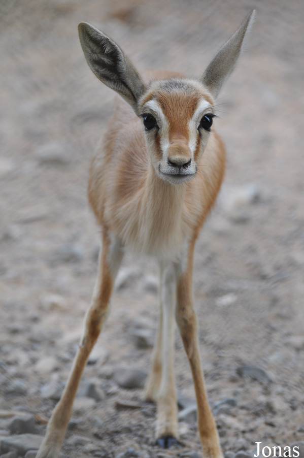 Gazella dorcas isabella