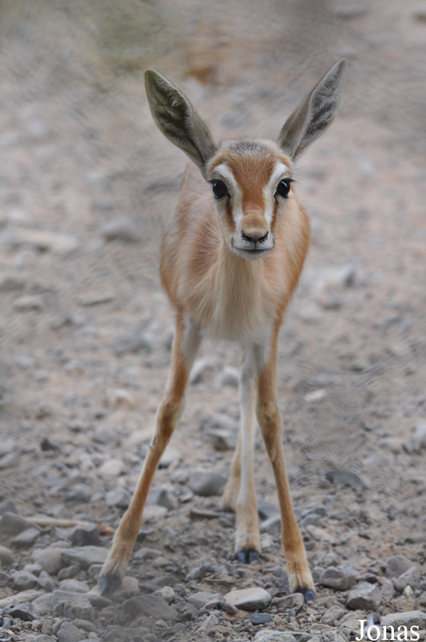 Gazella dorcas isabella