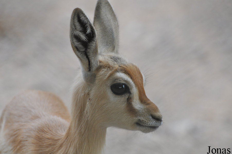 Gazella dorcas isabella