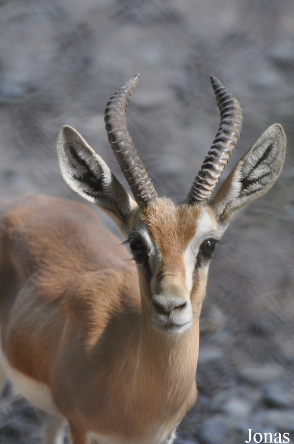 Gazella dorcas isabella
