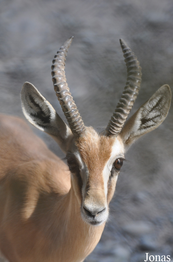Gazella dorcas isabella