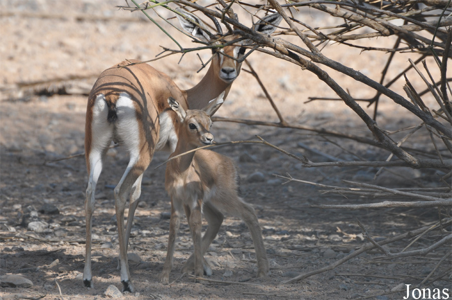 Gazella dorcas isabella