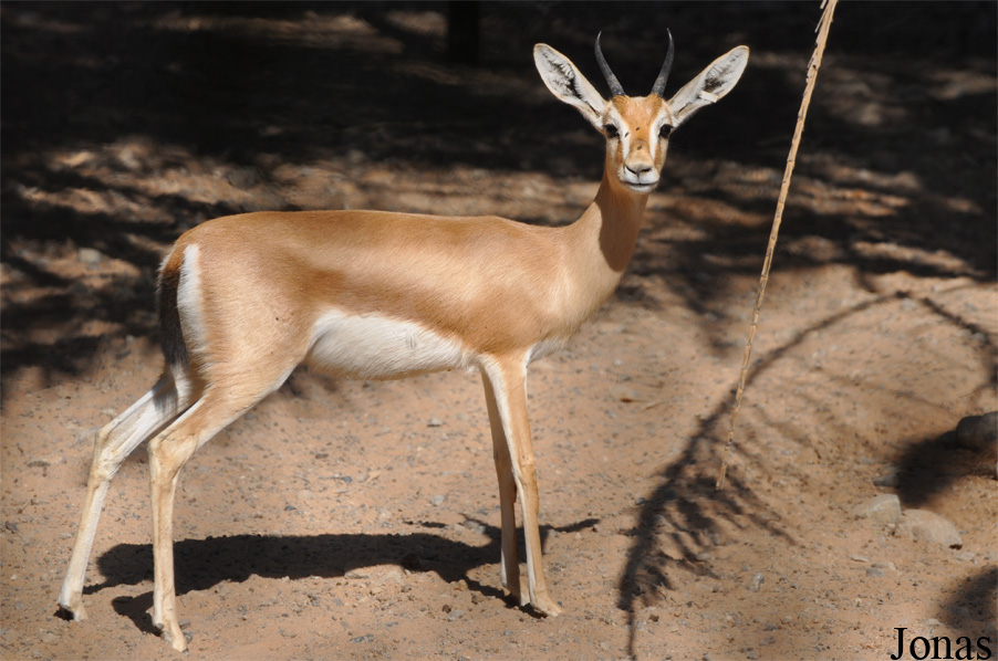 Gazella dorcas isabella
