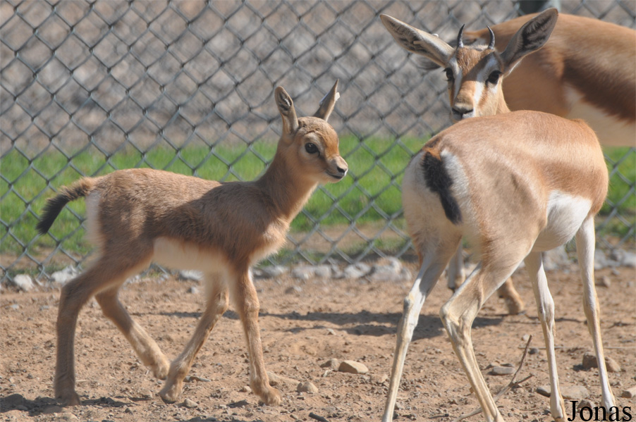 Gazella dorcas isabella