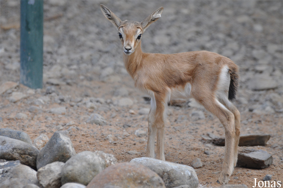 Gazella dorcas isabella