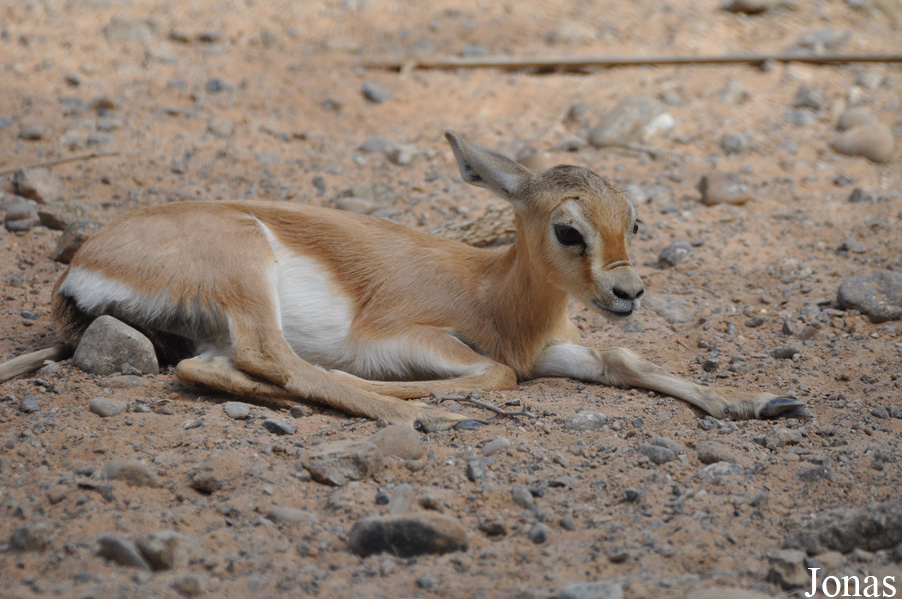 Gazella dorcas isabella