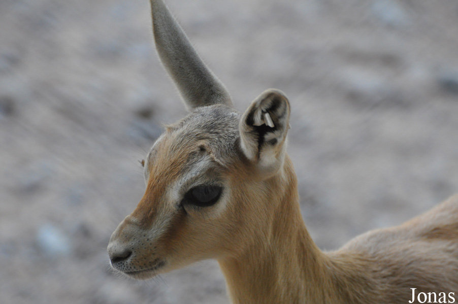 Gazella dorcas isabella