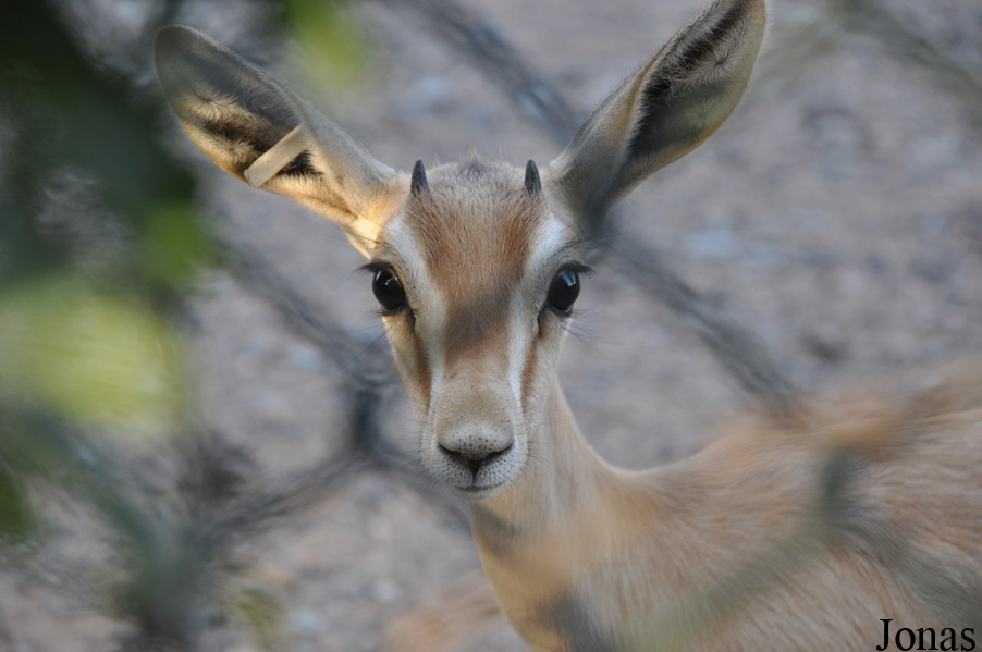 Gazella dorcas isabella
