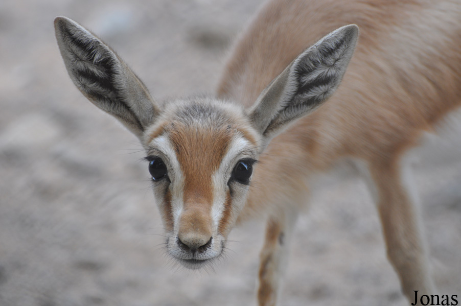 Gazella dorcas isabella