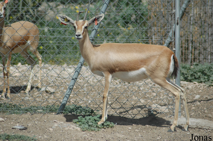 Gazella dorcas osiris