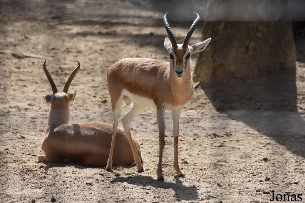 Gazella dorcas osiris