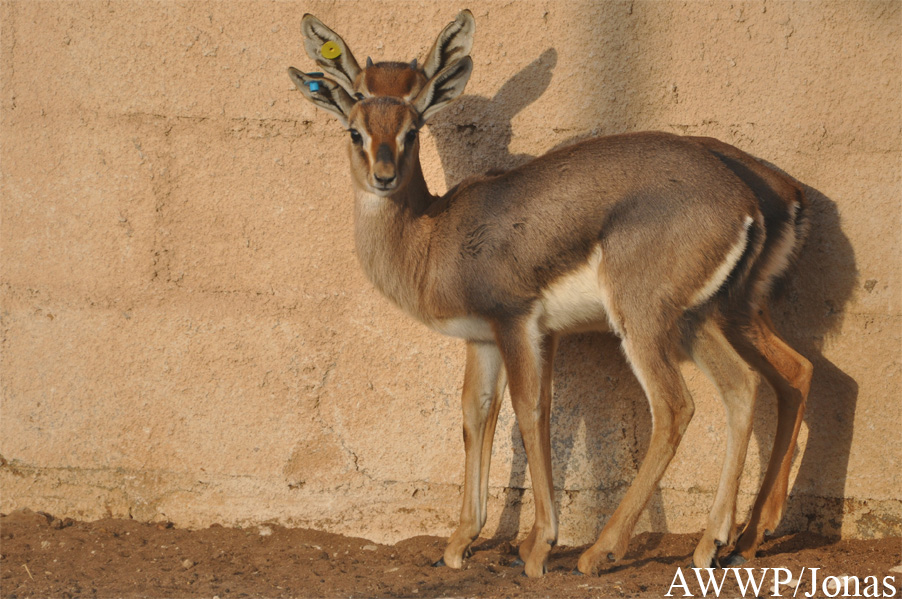 Gazella gazella