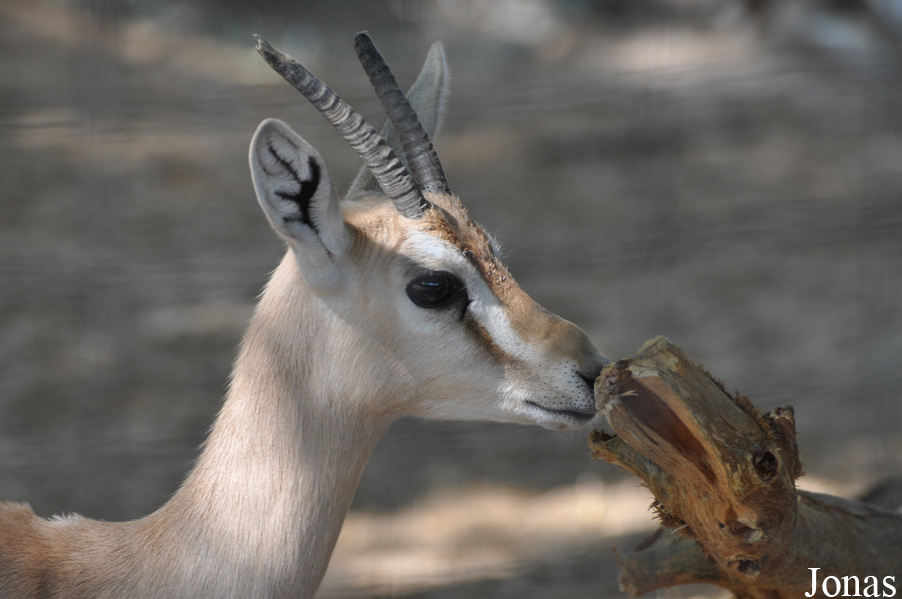Gazella gazella