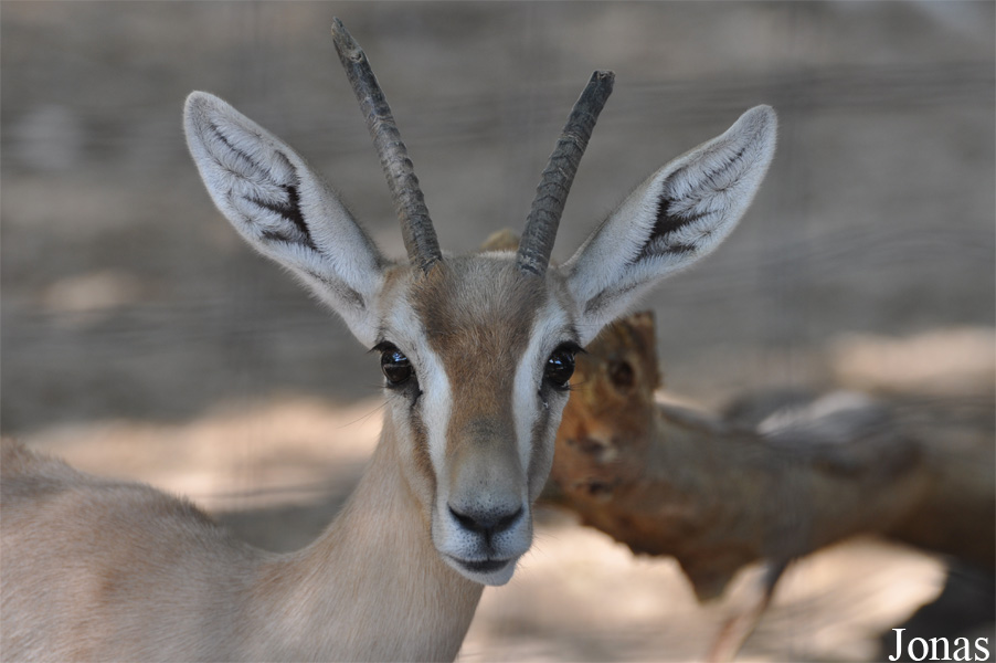 Gazella gazella