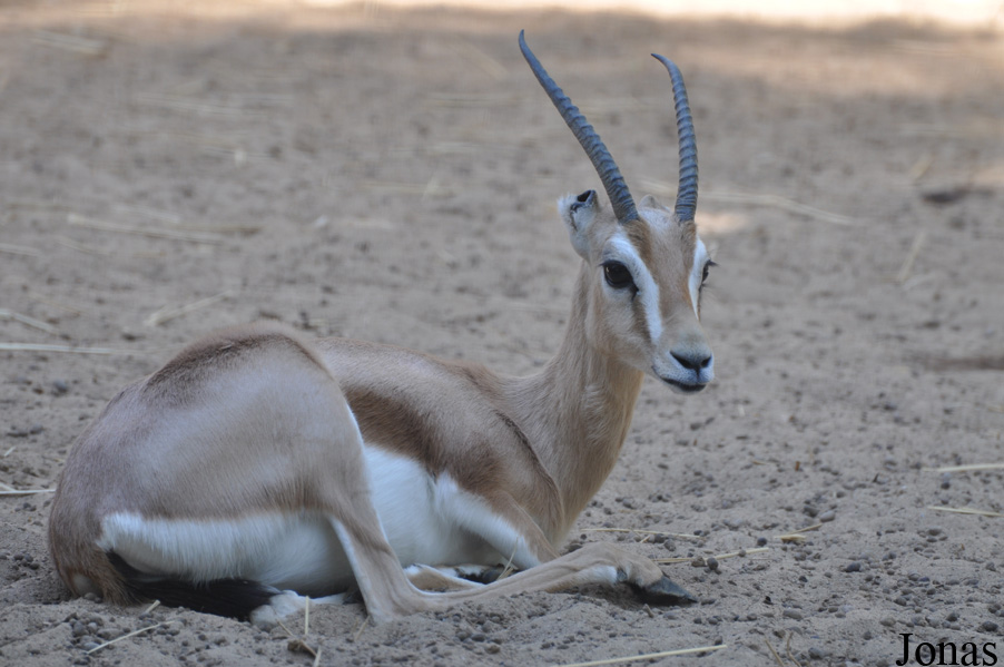 Gazella gazella