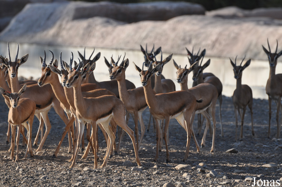 Gazella gazella