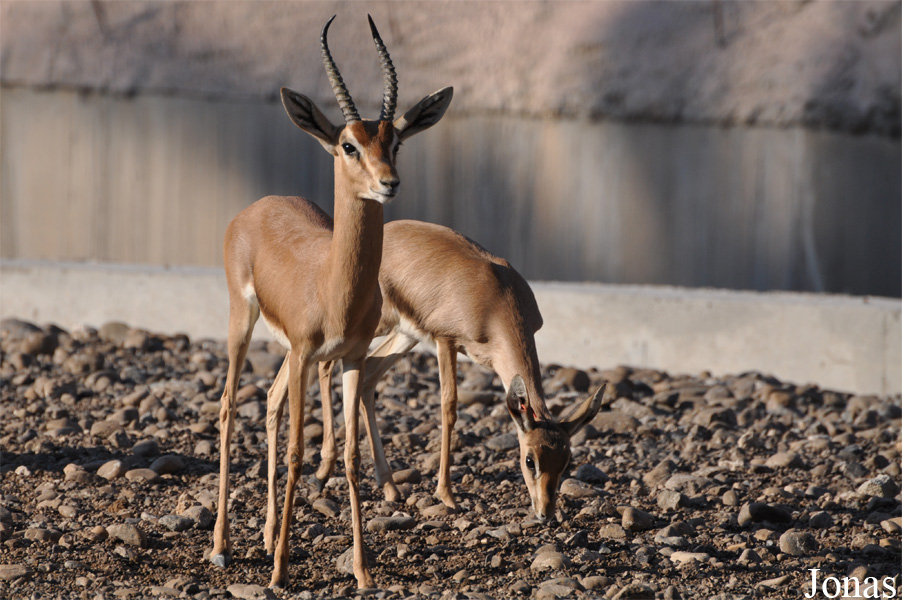 Gazella gazella