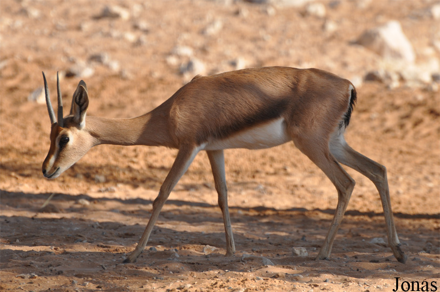 Gazella gazella cora