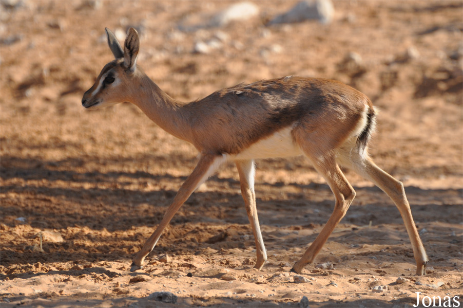 Gazella gazella cora