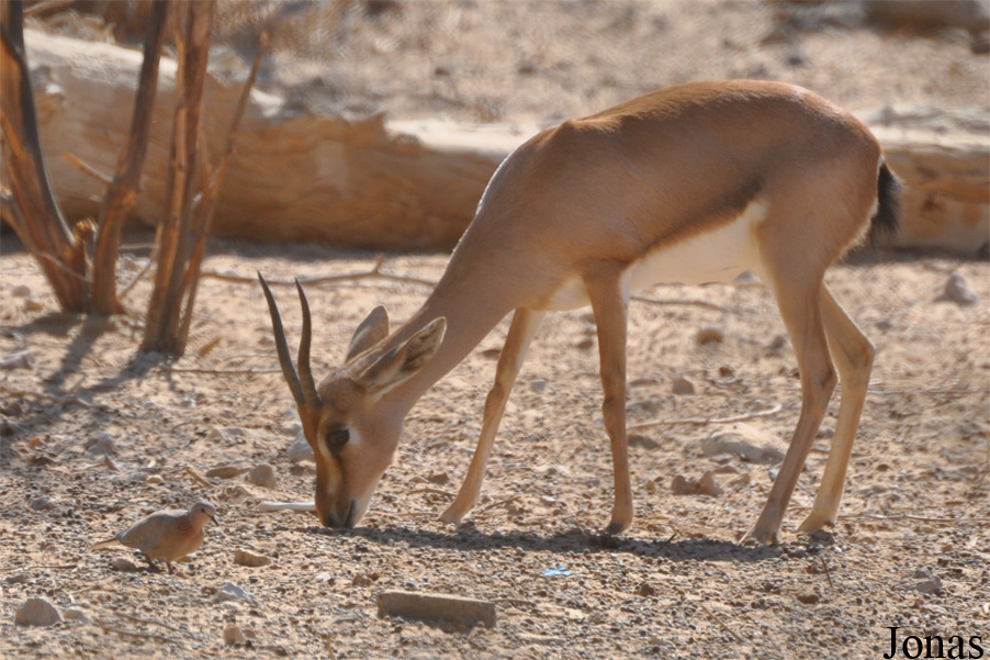 Gazella gazella cora