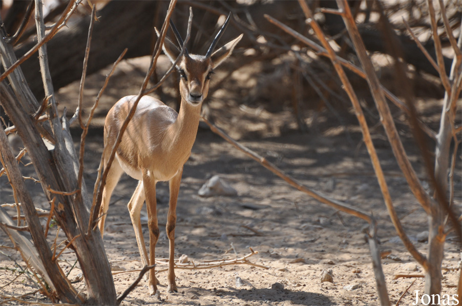 Gazella gazella cora