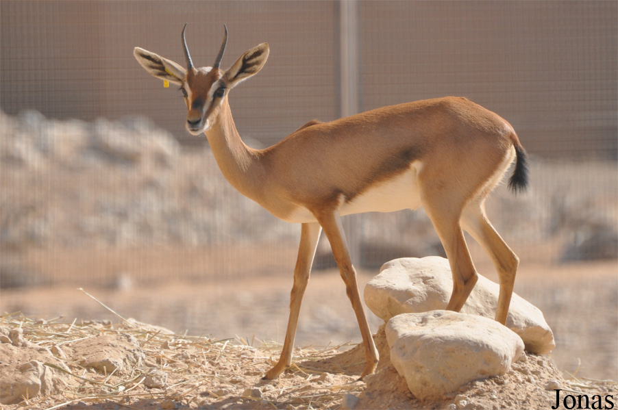 Gazella gazella cora