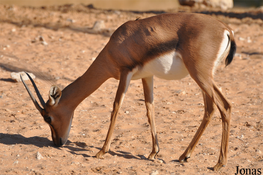 Gazella gazella cora